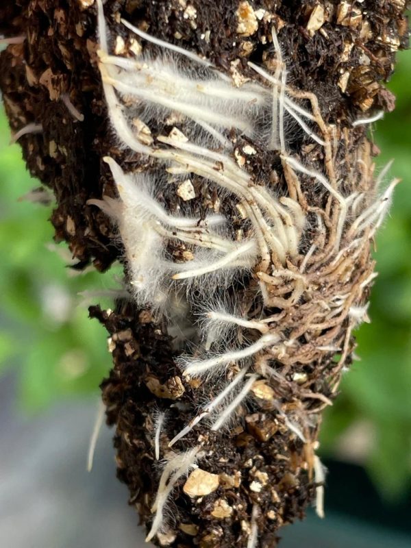 Imagen de WhatsApp 2025-10-03 a las 09.50.53_c8a0c1b3